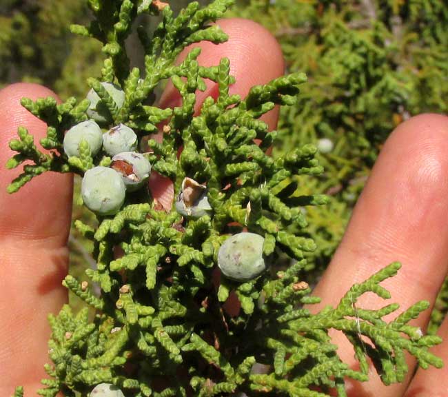 Ashe Juniper, JUNIPERUS ASHEI, fruits