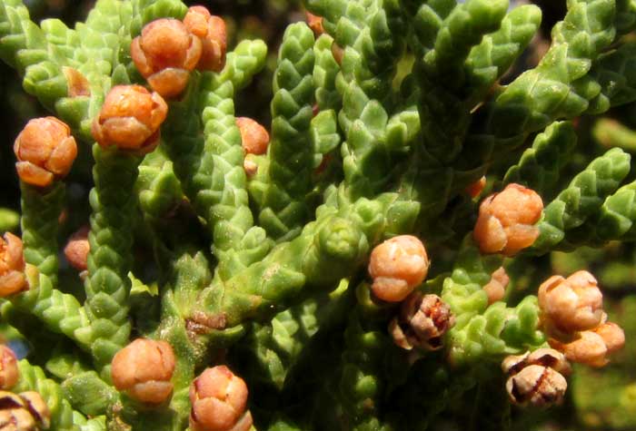 Ashe Juniper, JUNIPERUS ASHEI, male cones