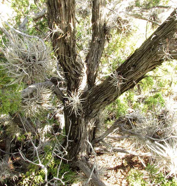 Ashe Juniper, JUNIPERUS ASHEI, bark