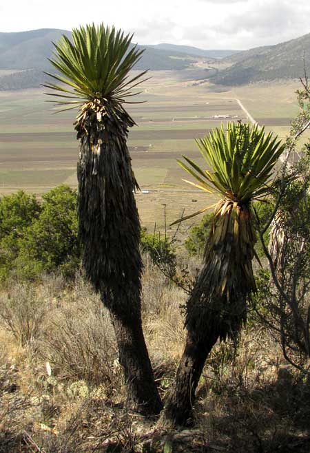 Giant Spanish Dagger, YUCCA CARNEROSANA