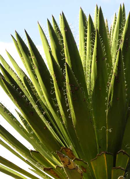 Giant Spanish Dagger, YUCCA CARNEROSANA, blades with curly marginal fibers