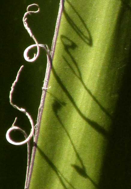 Giant Spanish Dagger, YUCCA CARNEROSANA marginal fibers