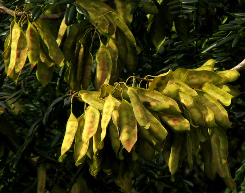 ALBIZIA GUACHAPELE legumes