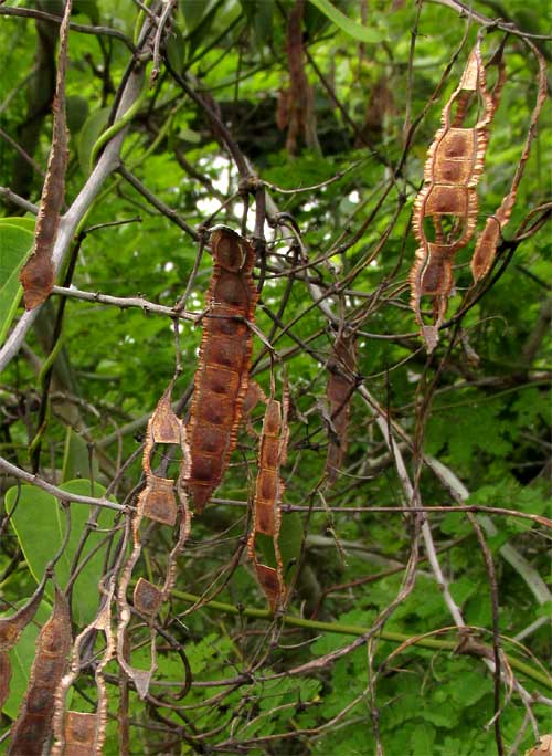 MIMOSA BAHAMENSIS legumes showing joints missing