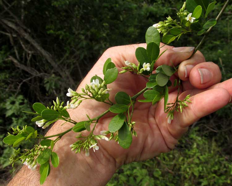 LENNEA MELANOCARPA, flowering branch