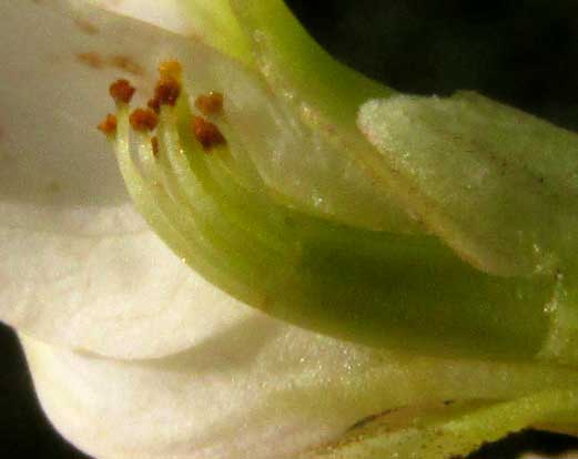 LENNEA MELANOCARPA, stamens