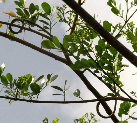 LENNEA MELANOCARPA, curling branch stems