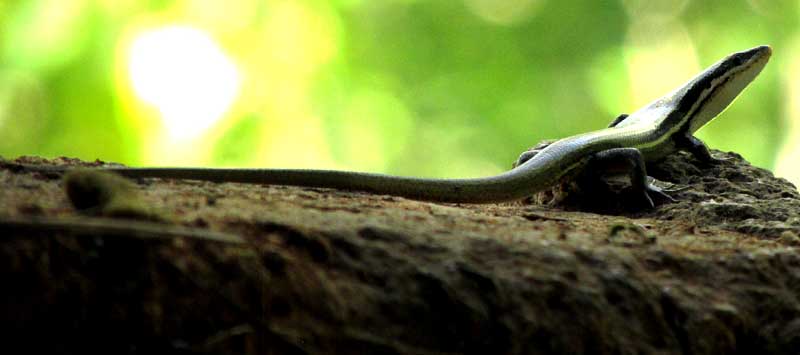 Viviparous Skink, MARISORA BRACHYPODA