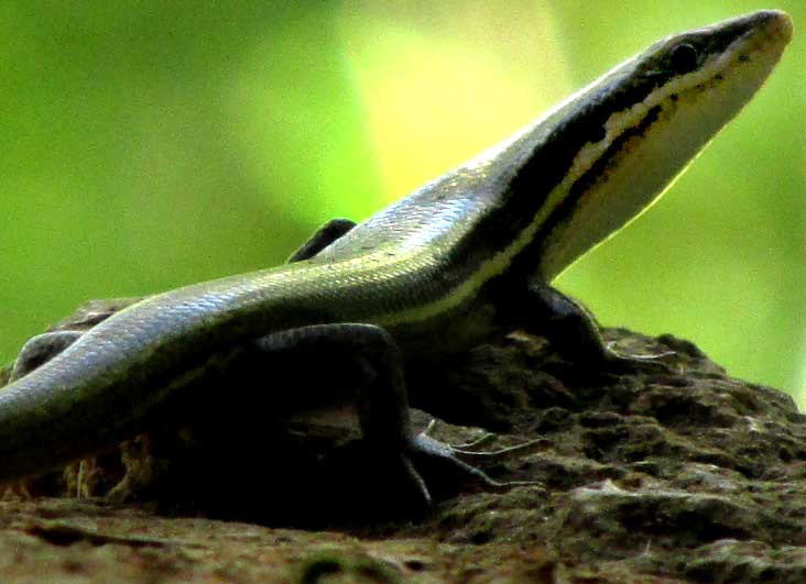 Viviparous Skink, MARISORA BRACHYPODA, head