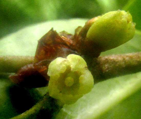 CASEARIA SUBSESSILIFLORA, flower