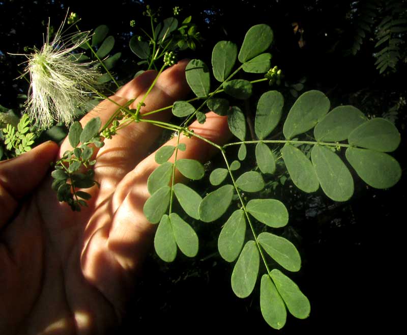 ZAPOTECA FORMOSA, flowers