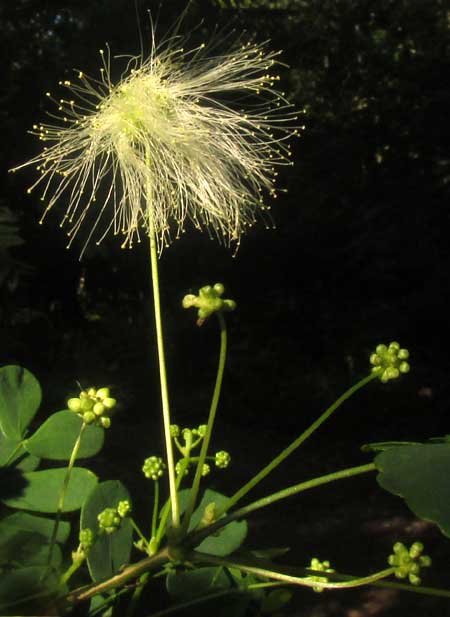 ZAPOTECA FORMOSA, flowering head