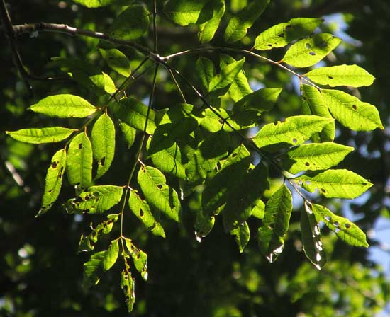 ASTRONIUM GRAVEOLENS leaves