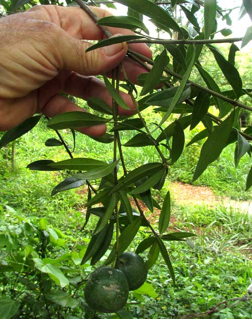 BONELLIA MACROCARPA, leaves & fruits