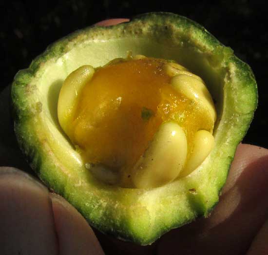 BONELLIA MACROCARPA, fruit cross section