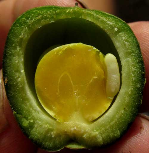 BONELLIA MACROCARPA, fruit longitudinal section