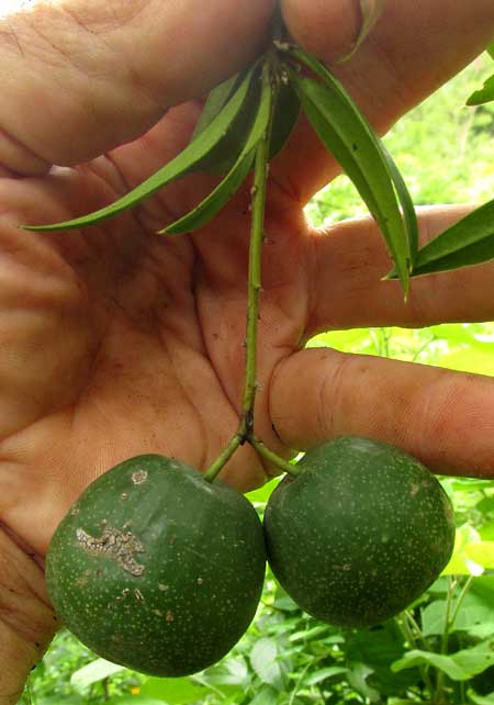 BONELLIA MACROCARPA, fruits