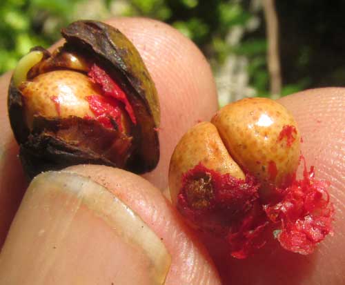 CASEARIA CORYMBOSA, fruitgerminating on tree, with two seeds