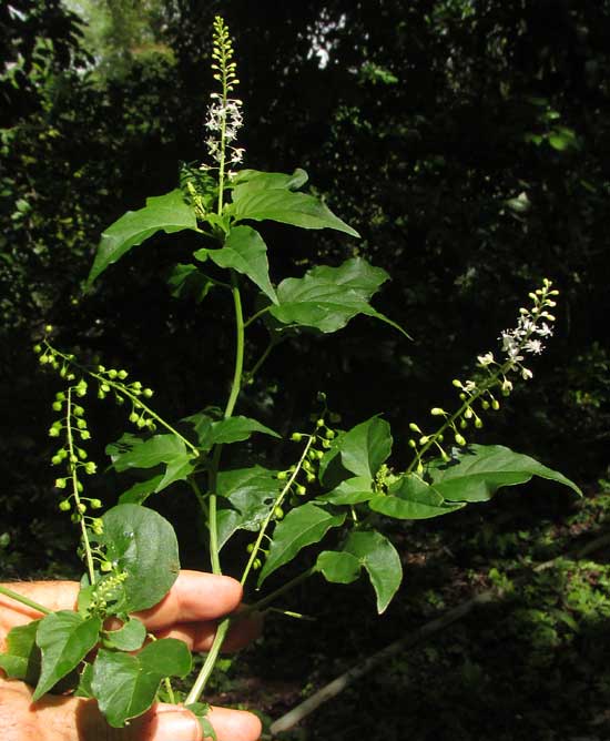 Pigeonberry, RIVINA HUMILIS