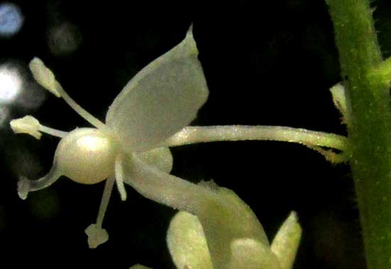 Pigeonberry, RIVINA HUMILIS, flower