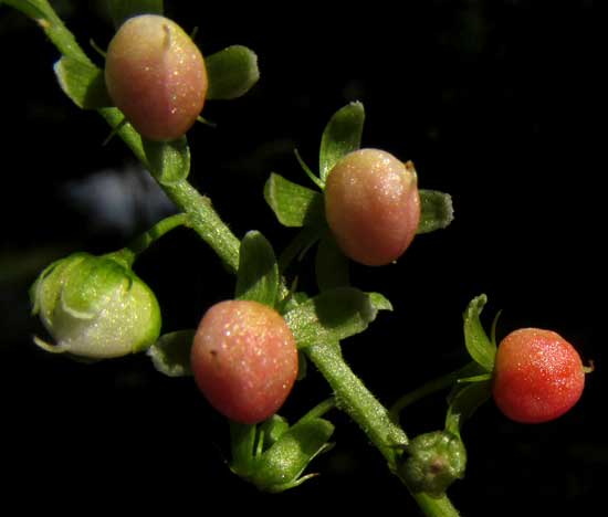 Pigeonberry, RIVINA HUMILIS