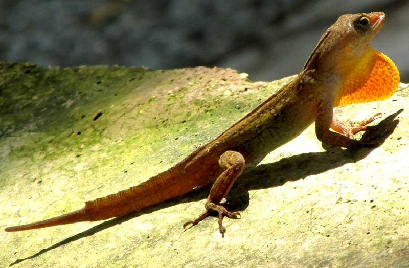 Silky Anole, ANOLIS SERICEUS, regerating tail