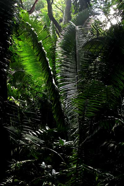 Corozo, or Cohune Palm, ATTALEA COHUNE, young tree