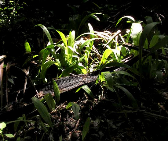 Corozo, or Cohune Palm, ATTALEA COHUNE, seedlings on forest floor