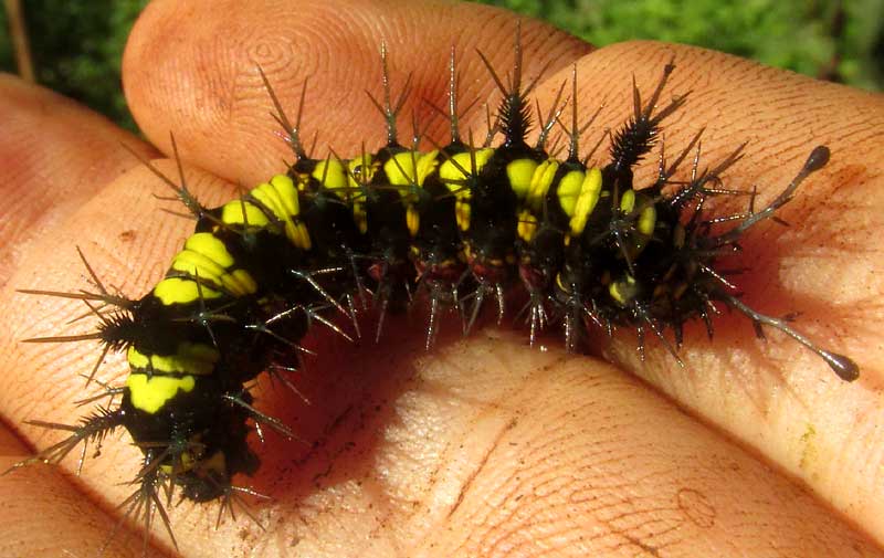 Guatemalan Cracker Caterpillar, HAMADRYAS GUATEMALENA