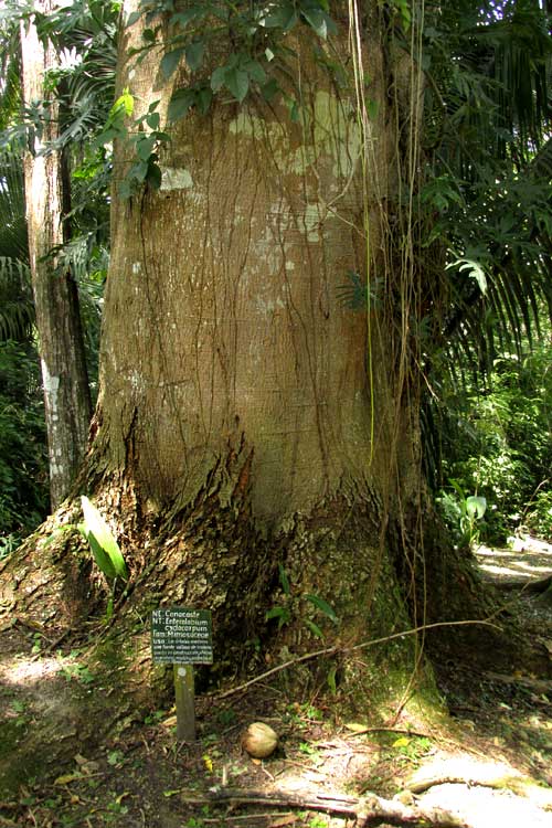 ENTEROLOBIUM CYCLOCARPUM, large trunk