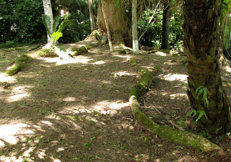 ENTEROLOBIUM CYCLOCARPUM, llarge roots atop ground