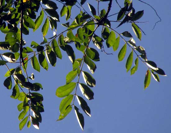 Yellow Mombin or Hog Plum, SPONDIAS MOMBIN; leaves