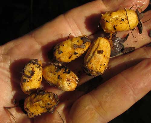 Yellow Mombin or Hog Plum, SPONDIAS MOMBIN; fruits with skins eaten off by wildlife