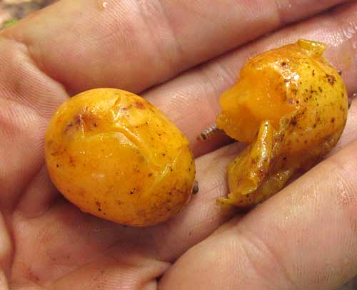 Yellow Mombin or Hog Plum, SPONDIAS MOMBIN; fruits