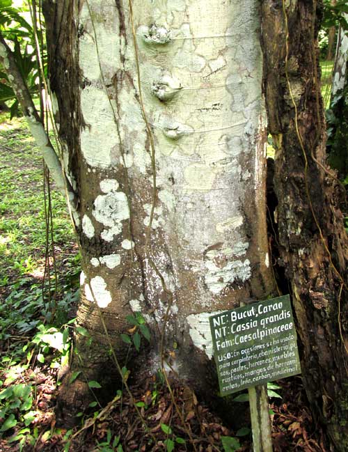 CASSIA GRANDIS, trunk