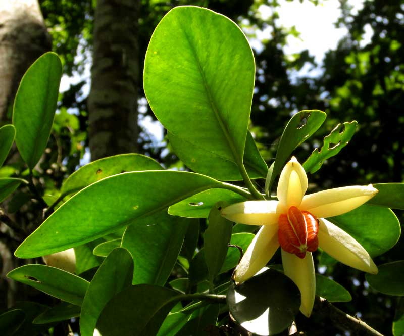 Clusia cf. chanekiana, leaves and open fruit