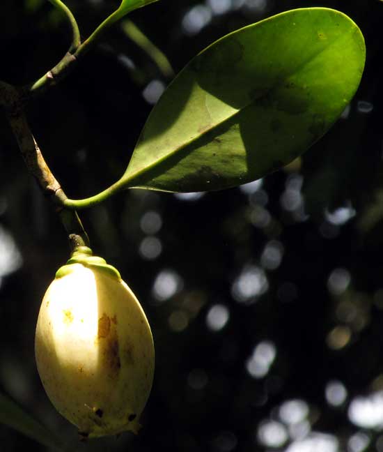 Clusia cf. chanekiana, fruit