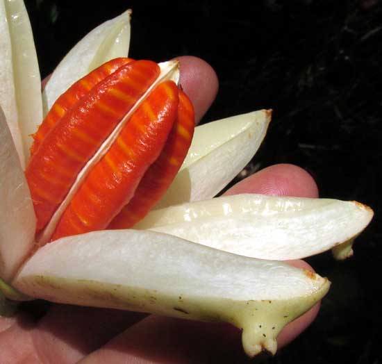 Clusia cf. chanekiana, open fruit