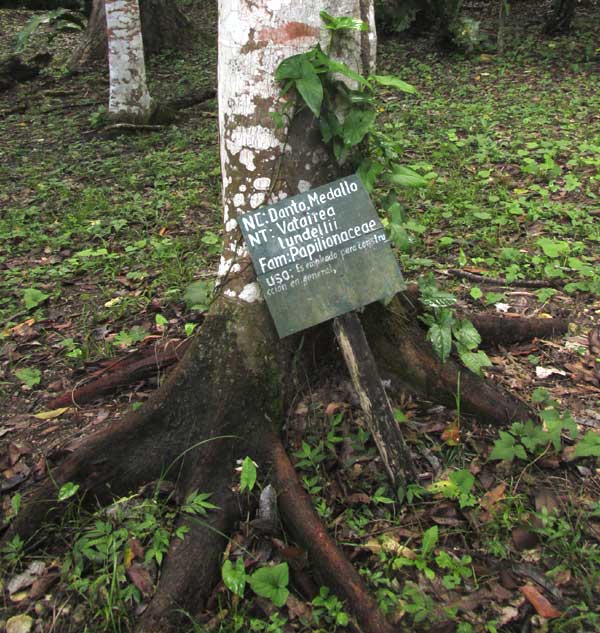 VATAIREA LUNDELLII, trunk