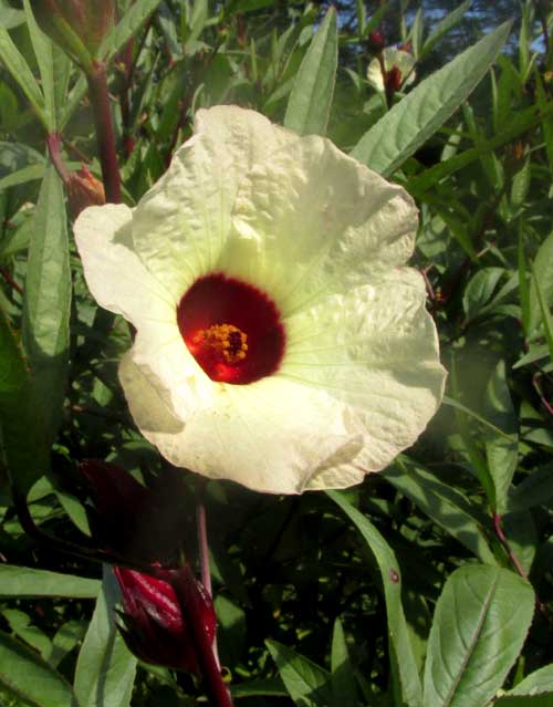 Roselle, HIBISCUS SABDARIFFA, flower