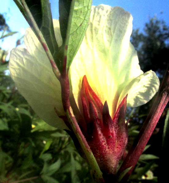 Roselle, HIBISCUS SABDARIFFA, flower from back showing bracts & sepals