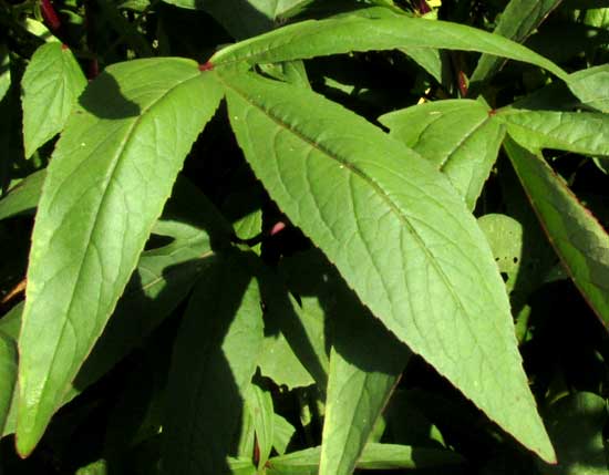 Roselle, HIBISCUS SABDARIFFA, leaf