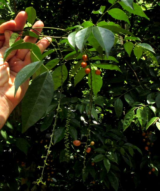 Picramnia cf. teapensis, flowering & fruiting