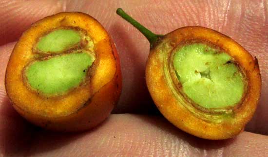 Picramnia cf. teapensis, cross and longitudinal sections of fruit