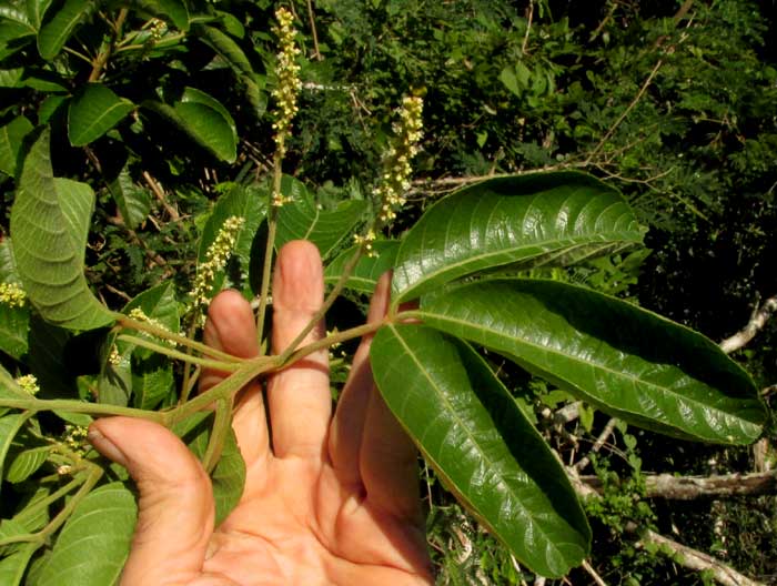 ALLOPHYLLUS COMINIA, flowering