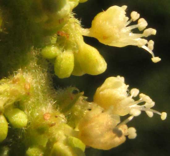 ALLOPHYLLUS COMINIA, flowers