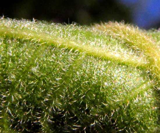 ALLOPHYLLUS COMINIA, pubescence on lower leaf surface