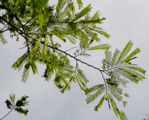 LYSILOMA ACAPULCENSIS, leaves