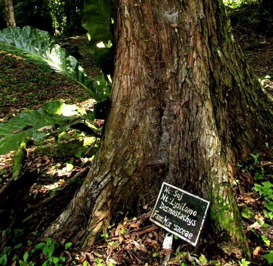 LYSILOMA ACAPULCENSIS, trunk