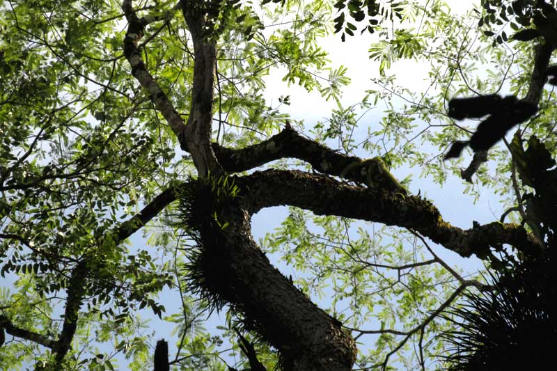 LYSILOMA ACAPULCENSIS, growth form of mature tree